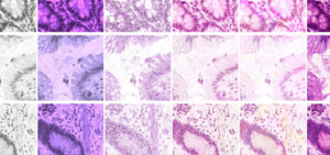 Inovações na Histologia: Virtual Staining com Deep Learning e MUSE — Técnicas de Ponta que Transformam Diagnósticos
